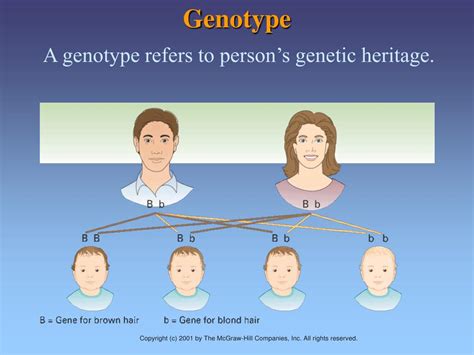 ppt chapter 3 genes environment and development powerpoint