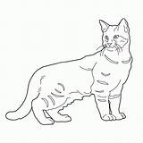 Cat Coloring Pages Cats Adults Teens Ragdoll Colouring Tabby Drawing Printable Getdrawings Favorite Coloringpagesforadult Choose Board sketch template