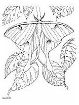 Moth Ws Moths sketch template