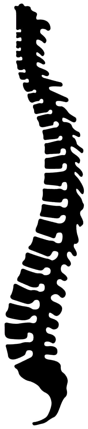 Spine Clipart 20 Free Cliparts Download Images On