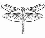 Mewarnai Dragonflies Insect sketch template