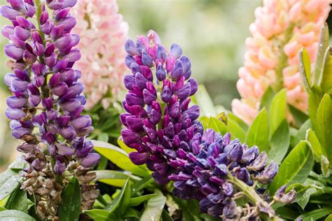lupine plant care growing guide