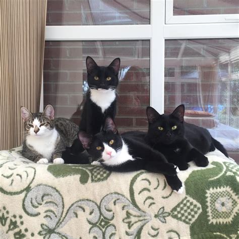 family photo cats