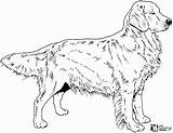 Golden Retriever Coloriage Hunde Realistic Honden Chiens Ausmalbilder Ausmalbild Hond Animaux Goldendoodle Plaatjes Pyrenees Tekening Adult Malvorlagen Animaatjes Plaatje Tekeningen sketch template