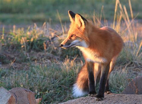 foxes move   national wildlife federation blog