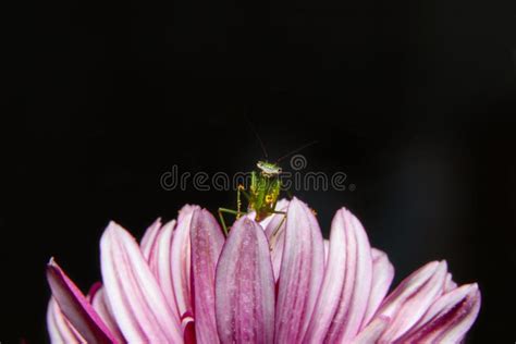 baby green praying mantis sit   purple flower   stock image image  green