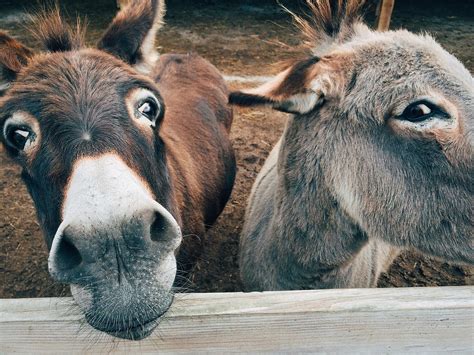maintaining  donkeys health