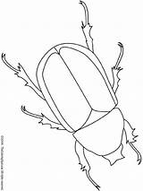 Beetle Coloring Pages Bugs Insects Bug Colouring Outline Books Kids Patterns Insect Embroidery Dover sketch template