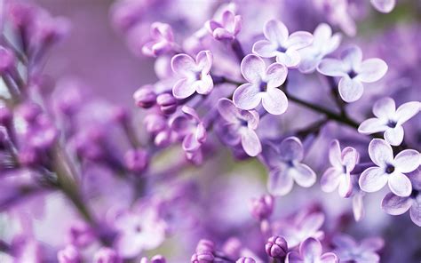 spring purple flowers wallpapers hd wallpapers id