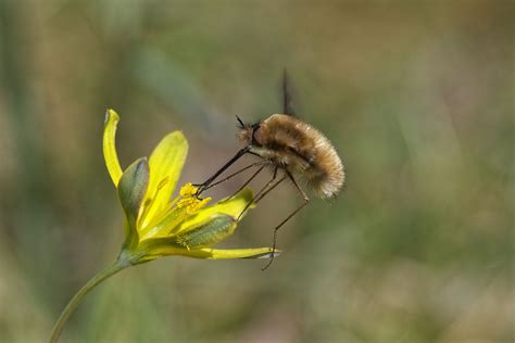 naschen erlaubt foto bild natur insekten tiere bilder auf