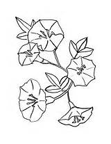 Bellflower Coloring Pages Pattern sketch template