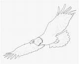 Shaheen Flying Lineart Eagle Eagles Clipart Kindpng sketch template
