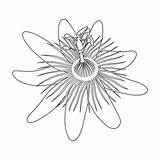 Flower Passion Vector Illustrations Outline Coloring Isolated Monochrome Drawn Hand Stock sketch template