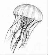 Drawing Jellyfish Color Drawings Paintingvalley sketch template
