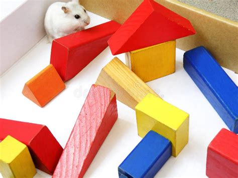 hamster  maze stock image image  mouse