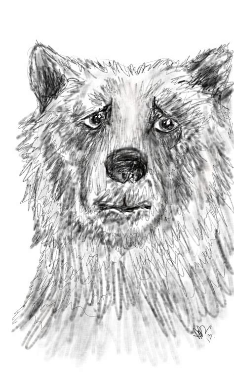 grizzly bear sketch bear sketch grizzly bear grizzly