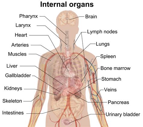 welke organen zitten links  je lichaam mens gezondheid