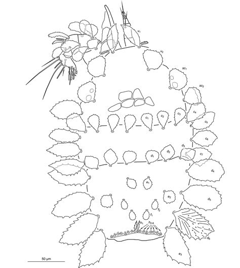 Two Eocene Species Of Peacock Mites Acari Tetranychoidea