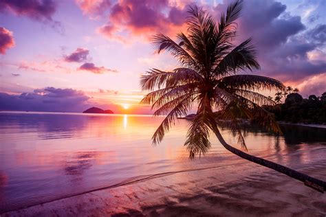 wandbild strand sonnenuntergang palme schattierungen von lila