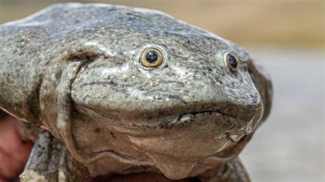 lake titicaca giant frog scientists join forces to save species bbc news