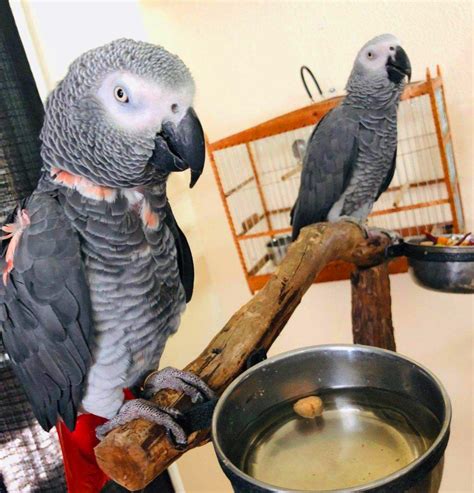 red factor african grey parrots proven pair fly babies aviary