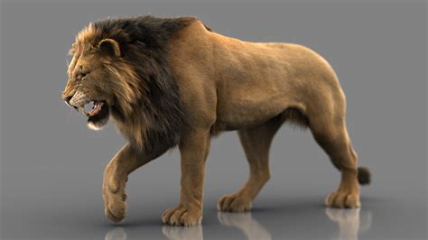 lion fur animation turbosquid