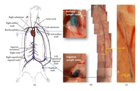 Figure 1 Primo Vascular System In The Lymph Vessel From The Inguinal