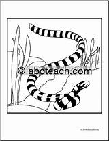 Coral Snake Drawing Coloring Pages Getdrawings sketch template