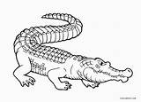 Alligator Alligators Malvorlagen Pewarna Buaya Cool2bkids Bayi Ringkasan Bagi Mewarna Berlatih sketch template