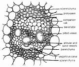 Vascular Monocot Bundle Plant Maize Biology sketch template