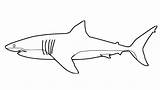 Rekin Kolorowanka Druku Sharks Drukowania Pokoloruj Drukowanka sketch template