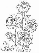 Coloring Roses Pages Rose Print Printable Color Flower Winter Flowers Mandala Nature Landscape River Kids Choose Board sketch template