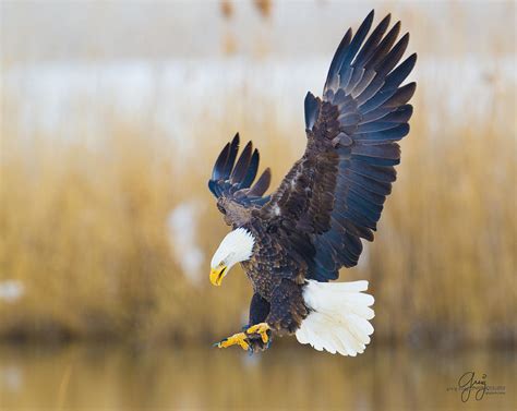 bald eagle talons  photograph  greig huggins
