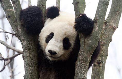 pandas  pandas photo  fanpop