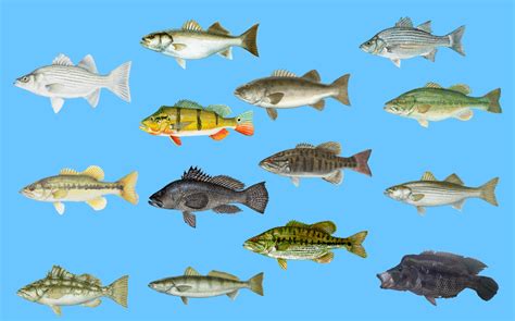 Types Of Bass In North America Black White Striped And More