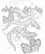 Coloring Pages Desert Animals Printable Adults sketch template