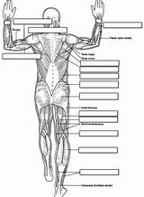 Muscle Coloring Pages Human Anatomy Getcolorings Printable Color Book Getdrawings sketch template