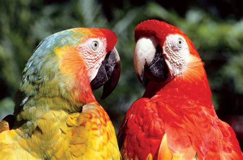 macaw diet habitat facts britannica
