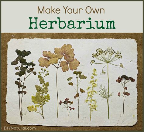 herbarium identification book