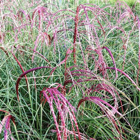 miscanthus sinensis emphis01 syn miscanthus sinensis red cloud