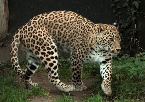 perzische panter beekse bergen img wild cats jaguar leopard panthera pardus