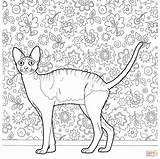 Coloring Pages Cat Hard Rex Adults Cornish Devon Cats Hairless Printable Color Drawings Pa Print sketch template