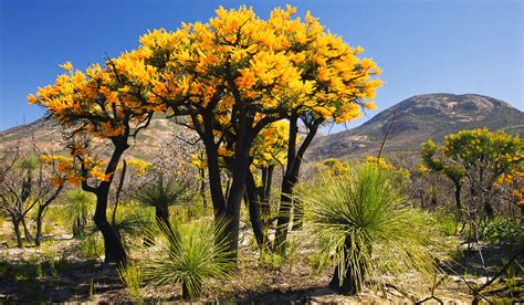acacia national tree  australia helo national