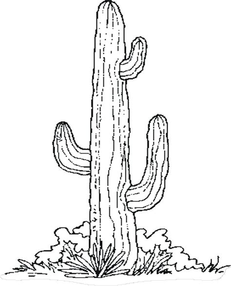 desert plants coloring pages  getdrawingscom   personal