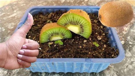 grow kiwi  seed  home ue english