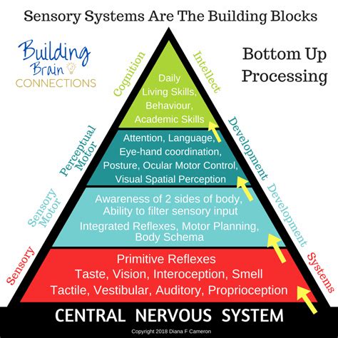 sensory processing    building brain connections