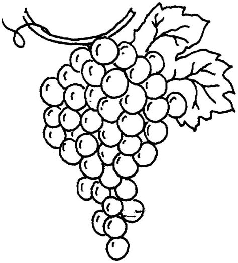 drawing grapes coloring pages color luna