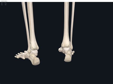 bones foot  ankle anatomy physiology