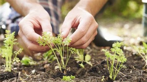 Researchers Seek Evidence On Gardens And Well Being Bbc News