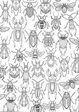 Bug Cordova Mandala sketch template